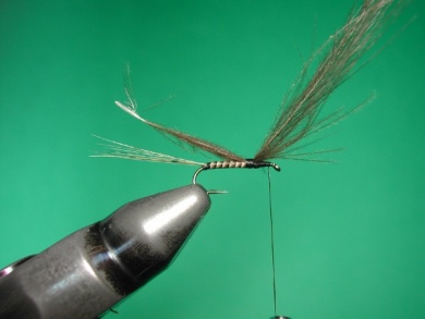 Fly tying -  CDC May fly Spent - Step 3