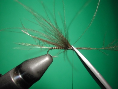 Fly tying -  CDC May fly Spent - Step 5