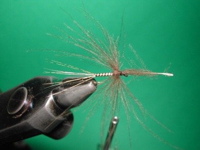 Fly tying -  CDC May fly Spent - Step 7