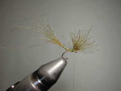 Fly tying - Giuseppina - Step 7