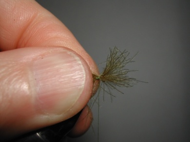 Fly tying - Giuseppina - Step 5