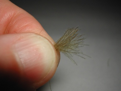 Fly tying - Giuseppina - Step 4