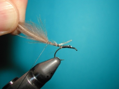 Fly tying - CDC Ant extended body - Step 3