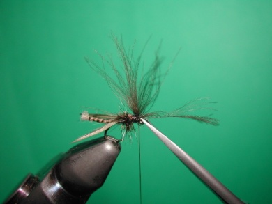 Fly tying - Midge with stripped peacock body. - Step 17