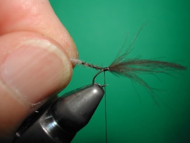 Fly tying - Midge with stripped peacock body. - Step 5