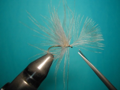 Fly tying - Split forward hackles - Step 2