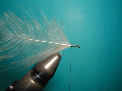 Fly tying - Split forward hackles - Step 1