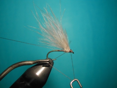 Fly tying - Split forward hackles - Step 4