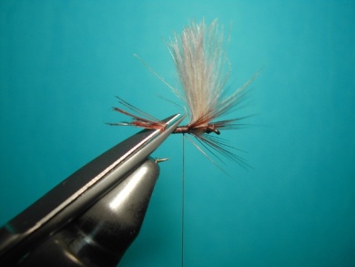 Fly tying - Split forward hackles - Step 10