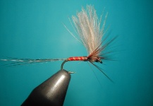 Split forward hackles