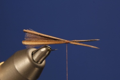 Fly tying - M.M. STONE PALITO - Step 4