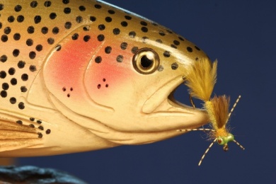 Fly tying - HUACA MAMUIL DAMSEL - Step 10