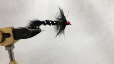 Fly tying - Campeona - Step 5