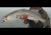 Spotted Seatrout