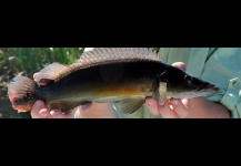 Comb finn Bass / Cernicichla lepidota 