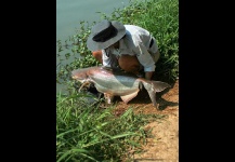 Catfish gigante del Mekong