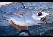 Striped Tuna